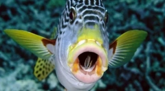 Lahko ribe vedo, kako dihati